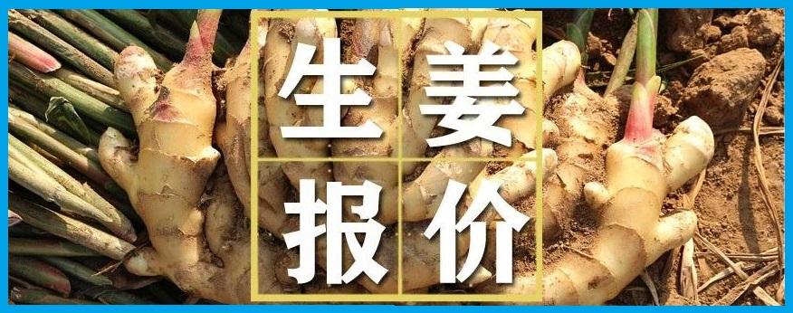 大姜最新行情-姜市实时动态