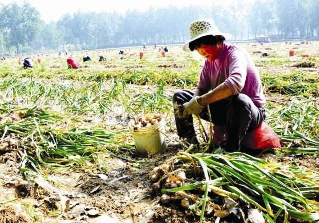 2017年蒜苔最新价格｜2017蒜苔市场行情