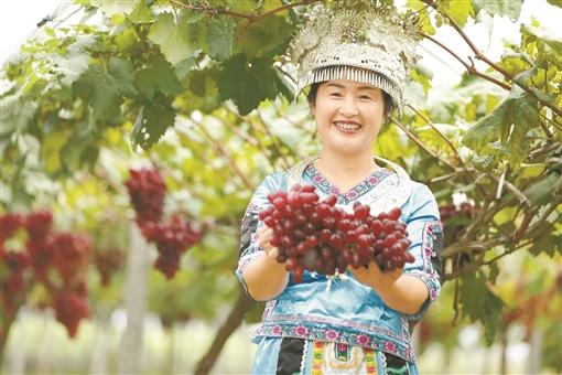 岛屿绿洲新活力，土壤搬运展新颜